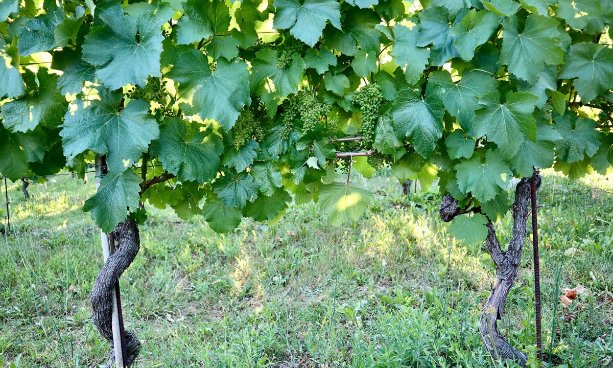 Alla scoperta del vitigno perduto: il Baratuciat di Giuliano Bosio