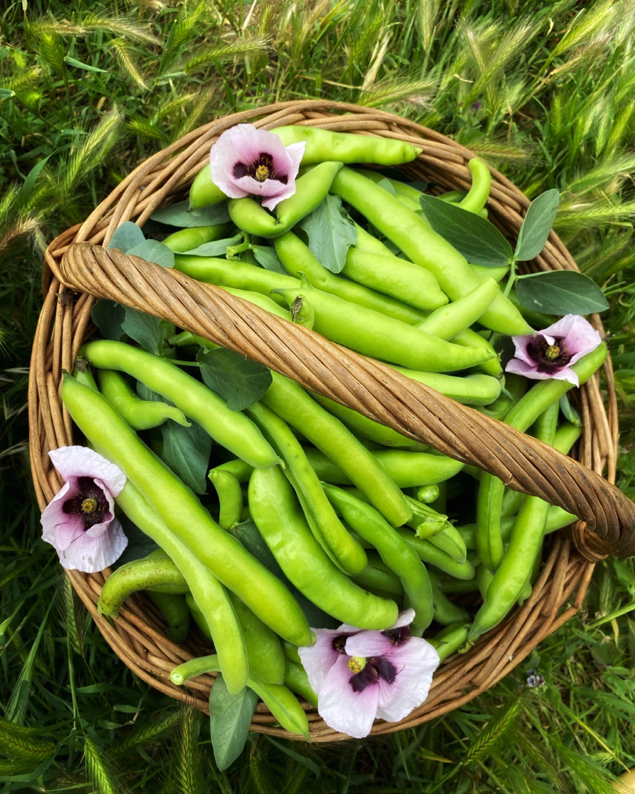 Azienda Agricola Ascheri