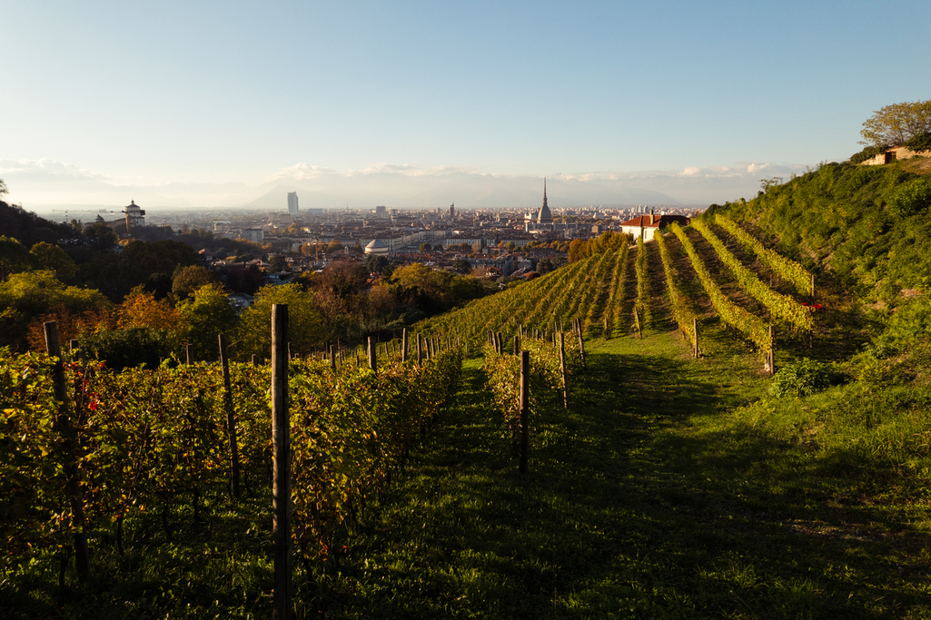 La Vigna della Regina: il luogo magico dove si fa il vino a Torino
