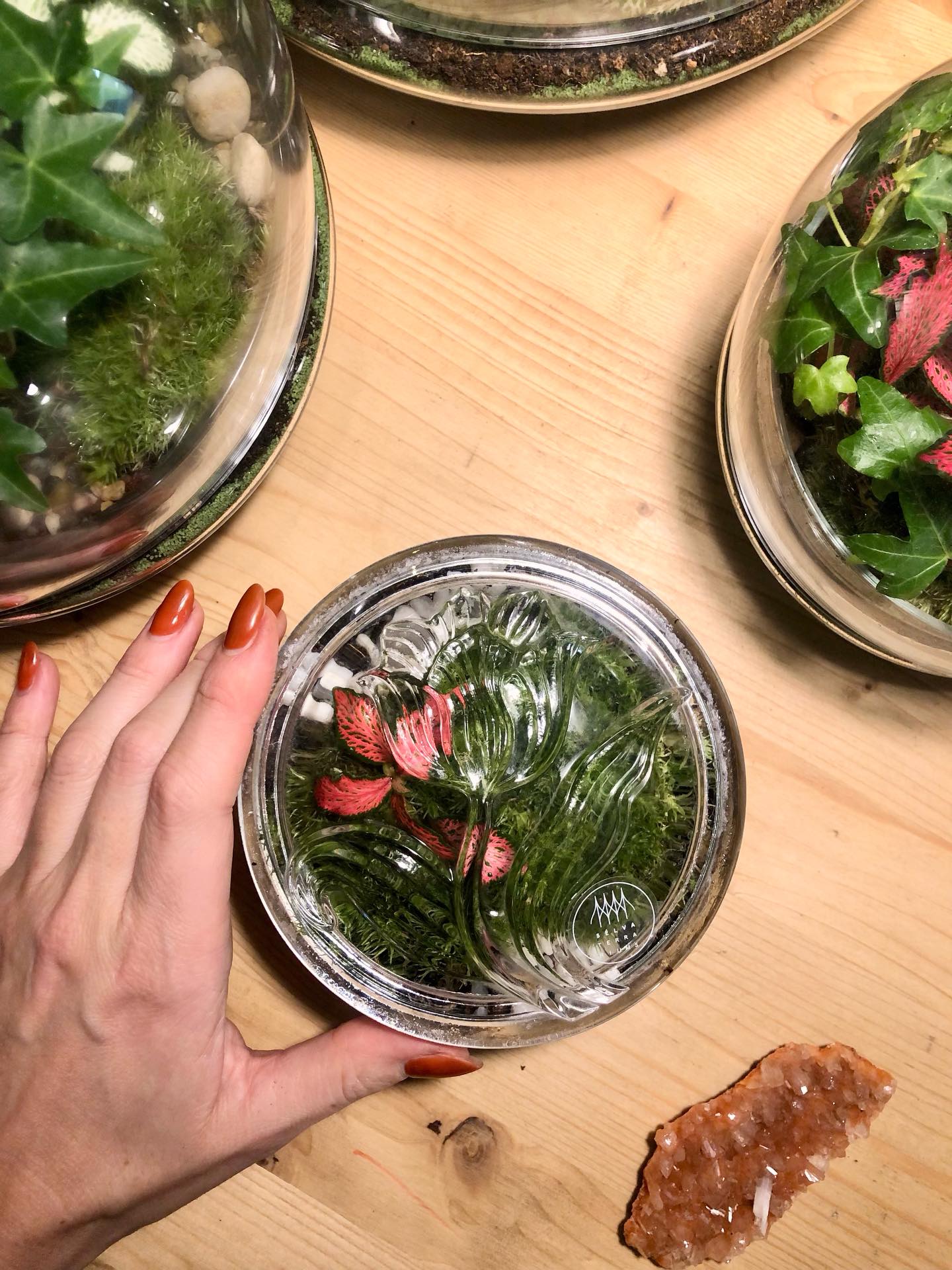 Workshop di Terrarium