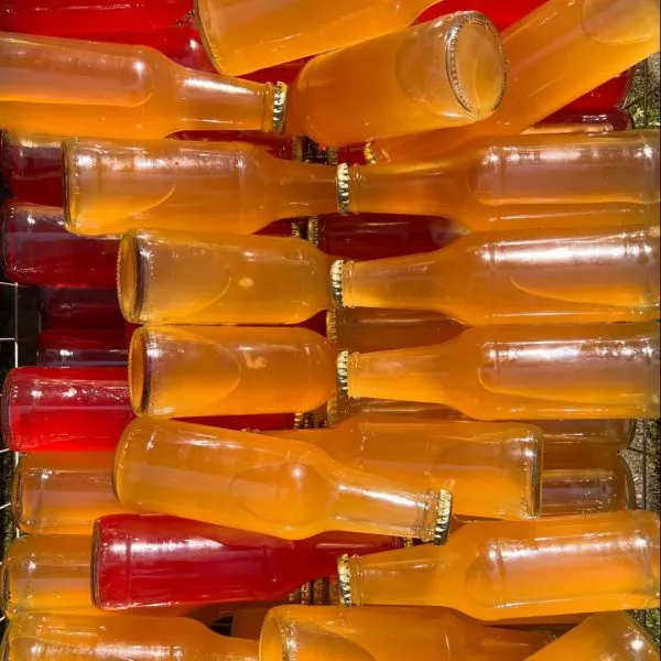 Tecniche di fermentazione: la kombucha!
