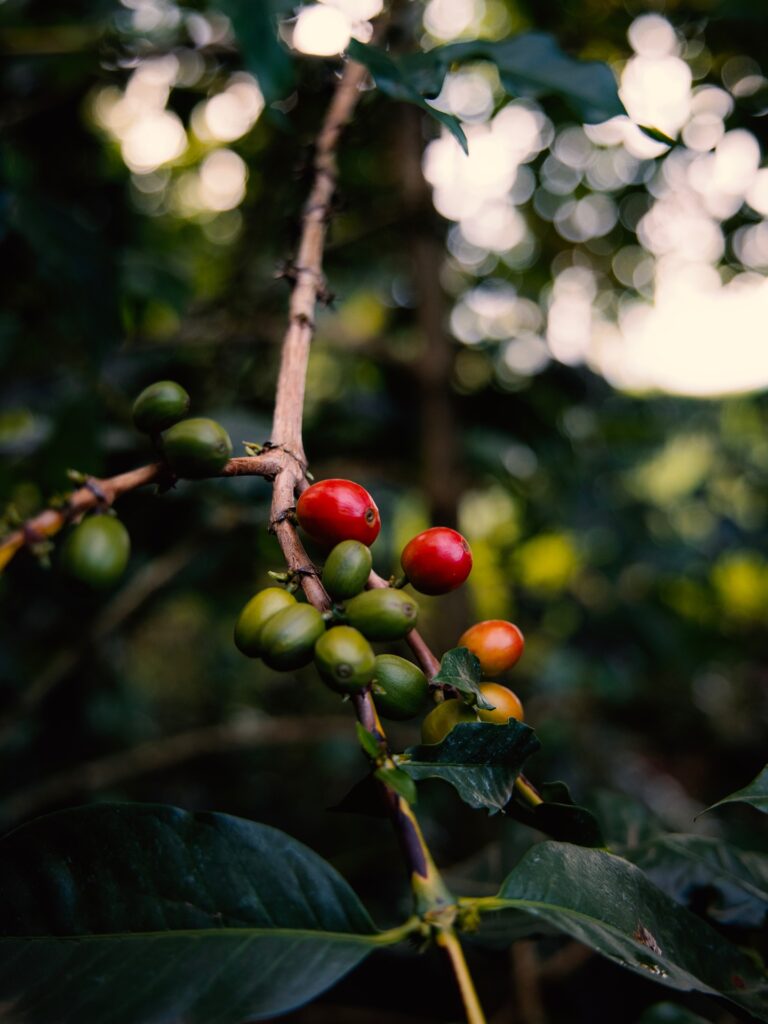 chotto matte specialty coffee