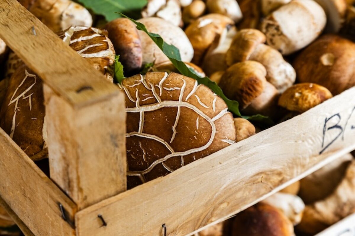 Funghi a Torino e in Piemonte: dove cercarli, comprarli, coltivarli e mangiarli
