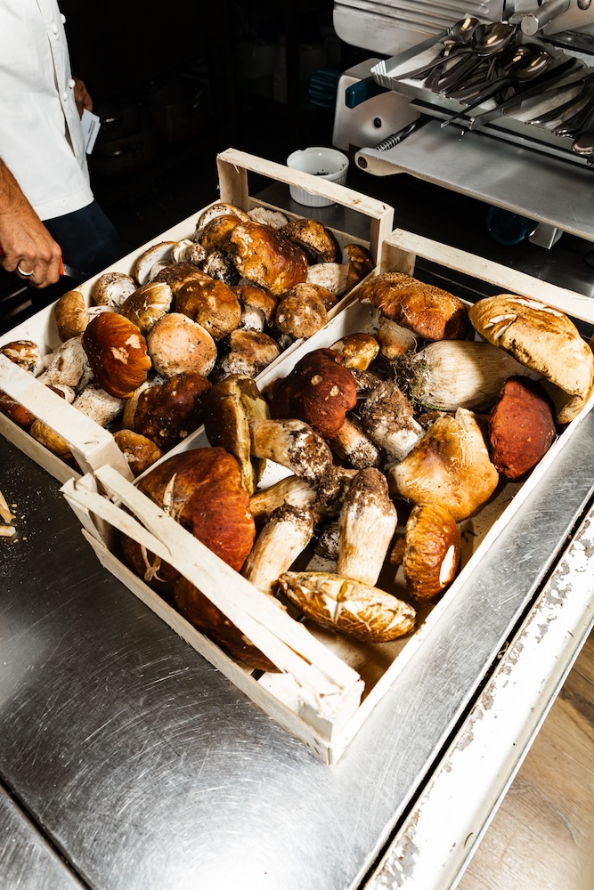 funghi a torino